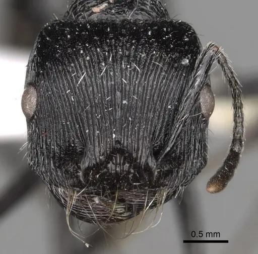 Pogonomyrmex tinogasta specimen CASENT0281107 image casent0281107_2