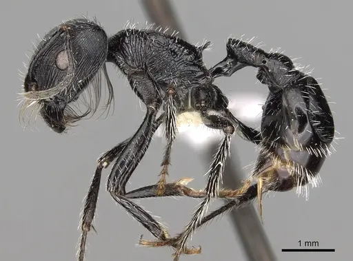 Pogonomyrmex tinogasta specimen CASENT0281107 image casent0281107_3