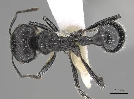 Pogonomyrmex tinogasta specimen CASENT0914133 image casent0914133_1