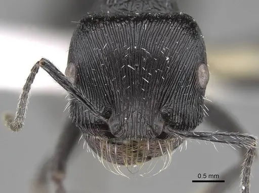 Pogonomyrmex tinogasta specimen CASENT0914133 image casent0914133_2