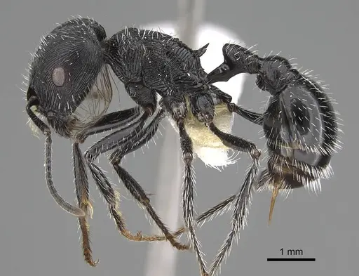 Pogonomyrmex tinogasta specimen CASENT0914133 image casent0914133_3