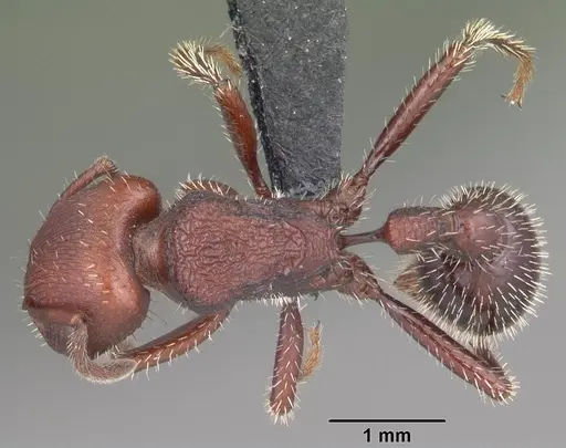 Pogonomyrmex uruguayensis specimen CASENT0103053 image casent0103053_1