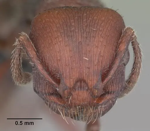 Pogonomyrmex uruguayensis specimen CASENT0103053 image casent0103053_2