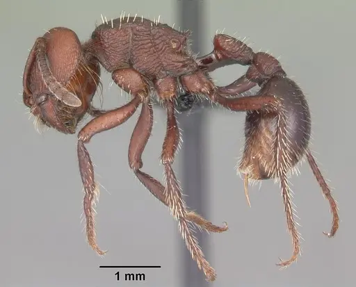 Pogonomyrmex uruguayensis specimen CASENT0103053 image casent0103053_3