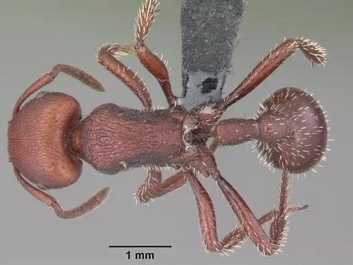 Pogonomyrmex uruguayensis specimen CASENT0103054 image casent0103054_1