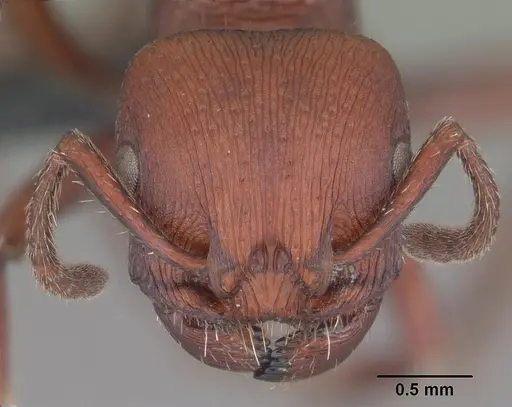 Pogonomyrmex uruguayensis specimen CASENT0103054 image casent0103054_2