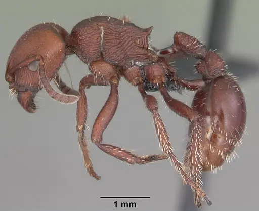 Pogonomyrmex uruguayensis specimen CASENT0103054 image casent0103054_3