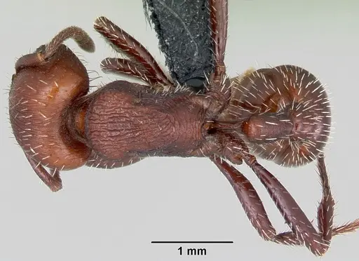 Pogonomyrmex uruguayensis specimen CASENT0172635 image casent0172635_1