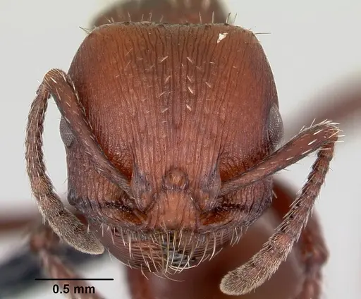 Pogonomyrmex uruguayensis specimen CASENT0172635 image casent0172635_2