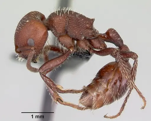 Pogonomyrmex uruguayensis specimen CASENT0172635 image casent0172635_3