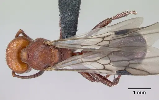 Pogonomyrmex uruguayensis specimen CASENT0172689 image casent0172689_1