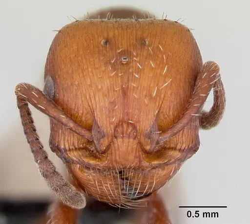 Pogonomyrmex uruguayensis specimen CASENT0172689 image casent0172689_2