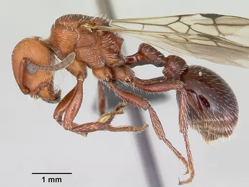 Pogonomyrmex uruguayensis specimen CASENT0172689 image casent0172689_3