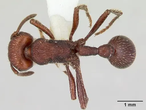 Pogonomyrmex uruguayensis specimen CASENT0173113 image casent0173113_1