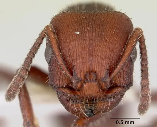 Pogonomyrmex uruguayensis specimen CASENT0173113 image casent0173113_2