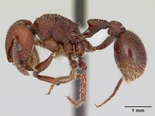 Pogonomyrmex uruguayensis specimen CASENT0173113 image casent0173113_3