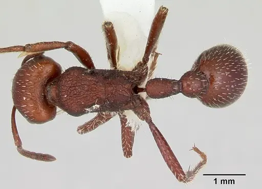 Pogonomyrmex uruguayensis specimen CASENT0173114 image casent0173114_1