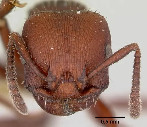 Pogonomyrmex uruguayensis specimen CASENT0173114 image casent0173114_2