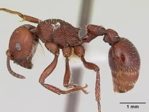 Pogonomyrmex uruguayensis specimen CASENT0173114 image casent0173114_3