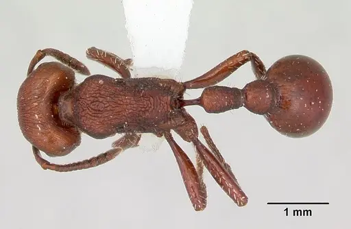 Pogonomyrmex uruguayensis specimen CASENT0173115 image casent0173115_1