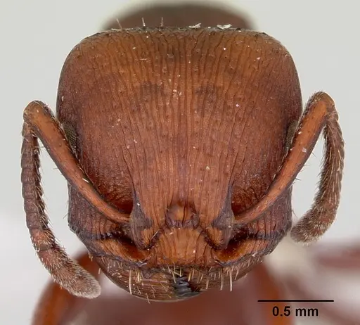 Pogonomyrmex uruguayensis specimen CASENT0173115 image casent0173115_2