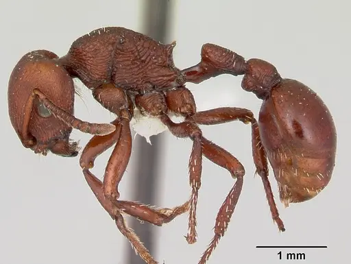 Pogonomyrmex uruguayensis specimen CASENT0173115 image casent0173115_3