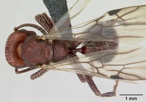 Pogonomyrmex uruguayensis specimen CASENT0173121 image casent0173121_1