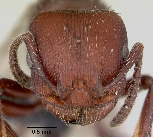 Pogonomyrmex uruguayensis specimen CASENT0173121 image casent0173121_2