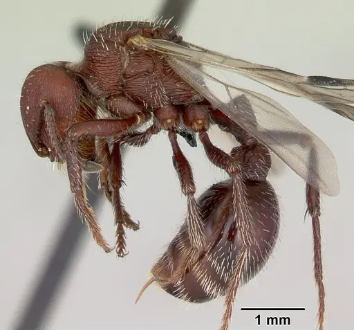 Pogonomyrmex uruguayensis specimen CASENT0173121 image casent0173121_3