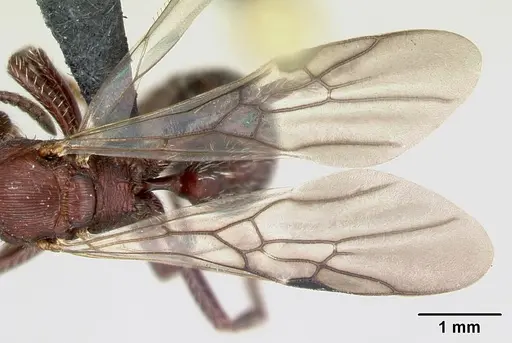 Pogonomyrmex uruguayensis specimen CASENT0173121 image casent0173121_4