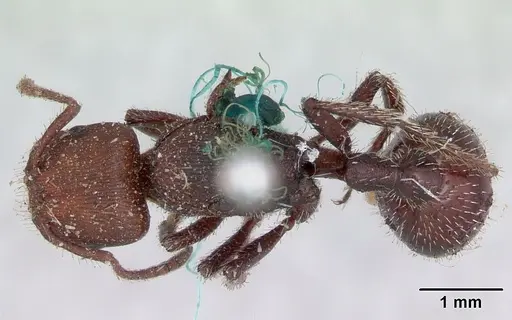 Pogonomyrmex uruguayensis specimen CASENT0173370 image casent0173370_1