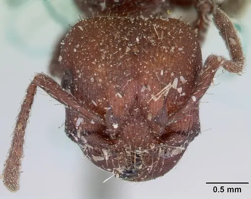 Pogonomyrmex uruguayensis specimen CASENT0173370 image casent0173370_2