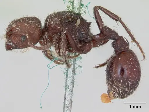 Pogonomyrmex uruguayensis specimen CASENT0173370 image casent0173370_3