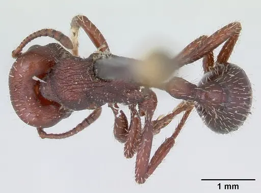 Pogonomyrmex uruguayensis specimen CASENT0173373 image casent0173373_1