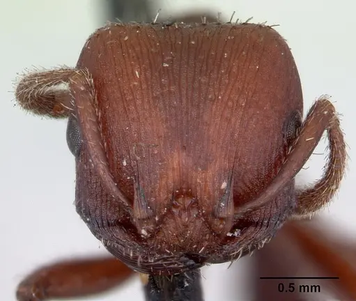 Pogonomyrmex uruguayensis specimen CASENT0173373 image casent0173373_2