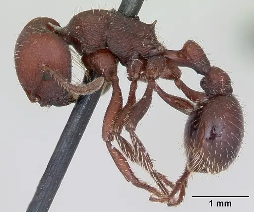 Pogonomyrmex uruguayensis specimen CASENT0173373 image casent0173373_3
