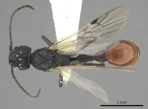 Pogonomyrmex uruguayensis specimen CASENT0235274 image casent0235274_1