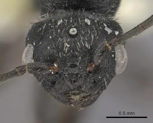 Pogonomyrmex uruguayensis specimen CASENT0235274 image casent0235274_2