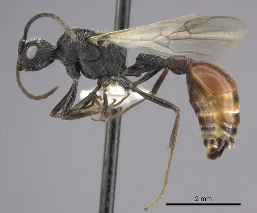 Pogonomyrmex uruguayensis specimen CASENT0235274 image casent0235274_3