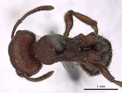 Pogonomyrmex uruguayensis specimen CASENT0900384 image casent0900384_1