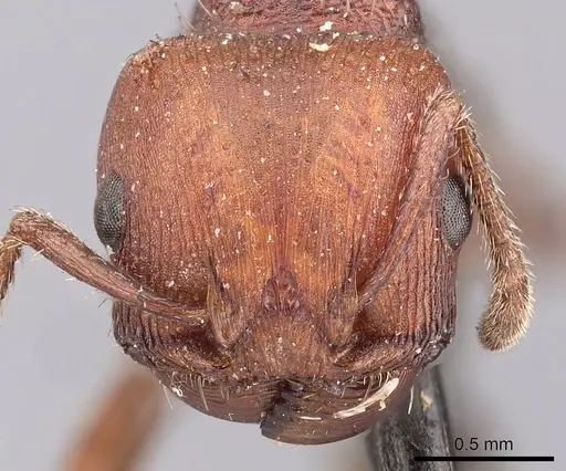 Pogonomyrmex uruguayensis specimen CASENT0900384 image casent0900384_2