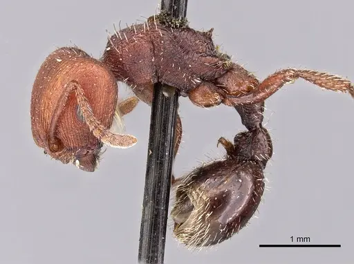 Pogonomyrmex uruguayensis specimen CASENT0900384 image casent0900384_3