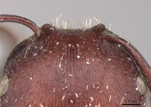 Pogonomyrmex uruguayensis specimen CASENT0914810 image casent0914810_1