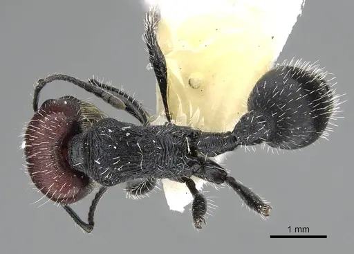 Pogonomyrmex varicolor specimen CASENT0922463 image casent0922463_1