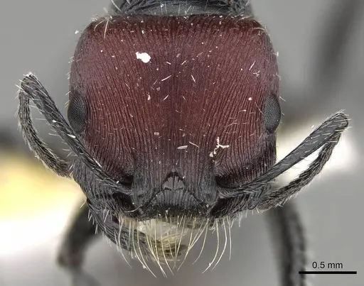 Pogonomyrmex varicolor specimen CASENT0922463 image casent0922463_2