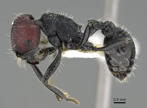 Pogonomyrmex varicolor specimen CASENT0922463 image casent0922463_3