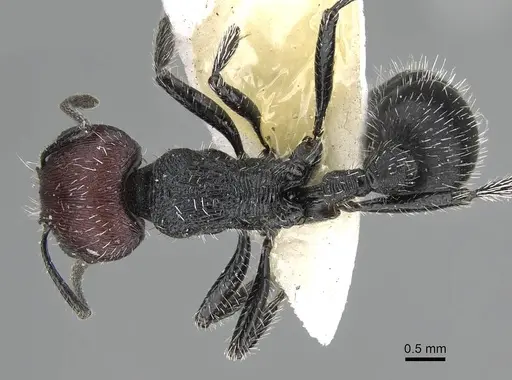 Pogonomyrmex varicolor specimen CASENT0922464 image casent0922464_1