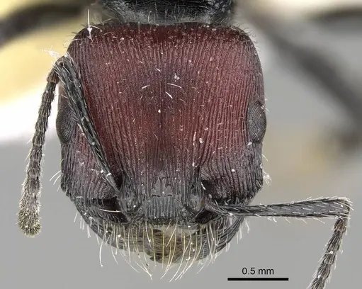 Pogonomyrmex varicolor specimen CASENT0922464 image casent0922464_2