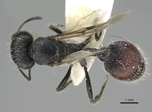 Pogonomyrmex varicolor specimen CASENT0922467 image casent0922467_1