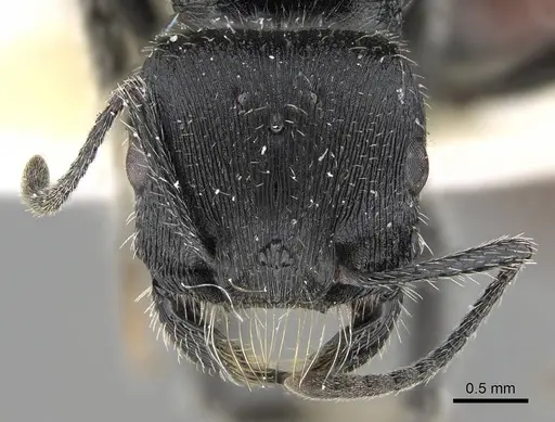 Pogonomyrmex varicolor specimen CASENT0922467 image casent0922467_2
